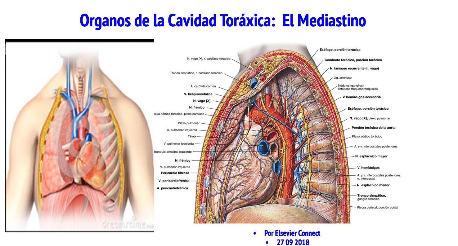 mediastino