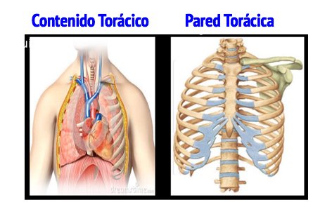 torax